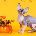 Породистые котята сфинкс.