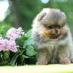 Щенки померанского шпица