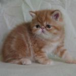 Экзотические котята от питомника