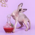 Канадский сфинкс-классика-удивительной красоты.