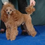 Кобель пуделя для вязки