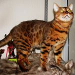 Бенгальский титулованный кот Вязка