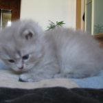 Британские длинношерстные котята (хайленд)
