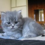 Британские длинношерстные котята (хайленд)