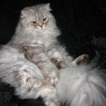 британский длинношерстный кот (хайлендер)