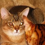 ирландские котята от титулованных производителей