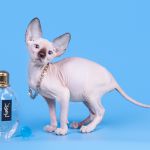 Котята породы канадский сфинкс, племенные пары.