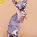 Элитные и для любви котята породы  сфинкс.
