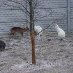 Альпака, олени мунджаки, кенгуру беннета, альбиносы