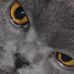 Британские котенок из питомника silvery snow