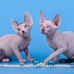 Элитные котята сфинкс.