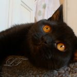 Шотландские вислоухие и страйт котята