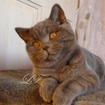 Шотландские вислоухие и страйт котята