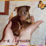 Той терьеры - щенки из питомника