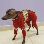 Одежда для голых собак