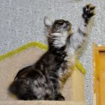 Котенок курильского бобтейла