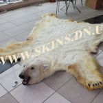 Шкура белого медведя, эксклюзивный подарок